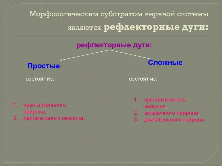 Морфологическим субстратом нервной системы являются рефлекторные дуги: Простые Сложные состоят из: