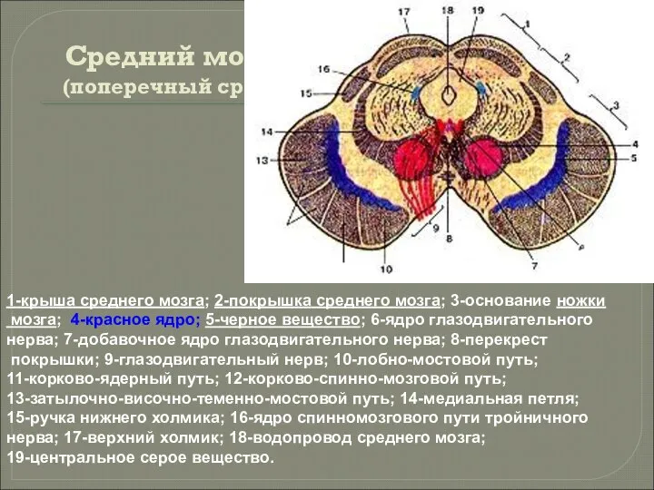 Средний мозг (поперечный срез) 1-крыша среднего мозга; 2-покрышка среднего мозга; 3-основание