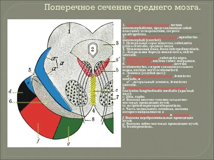 Поперечное сечение среднего мозга. 1. Крыша среднего мозга, tectum mesencephalicum, представляющая