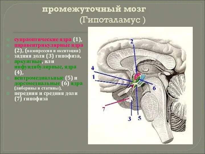 промежуточный мозг (Гипоталамус ) супраоптические ядра (1), паравентрикулярные ядра (2), (вазопрессин