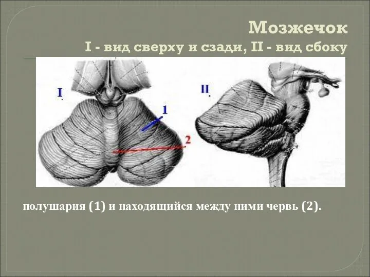 Мозжечок I - вид сверху и сзади, II - вид сбоку