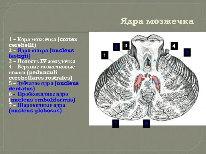 Ядра мозжечка 1 – Кора мозжечка (cortex cerebelli) 2 – Ядро