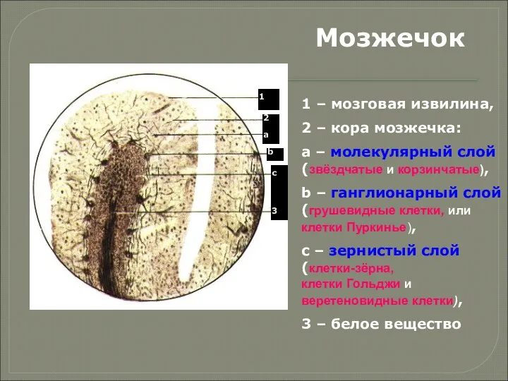 Мозжечок 1 – мозговая извилина, 2 – кора мозжечка: a –