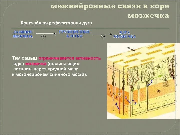 межнейронные связи в коре мозжечка Кратчайшая рефлекторная дуга Тем самым ограничивается