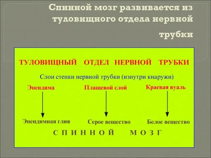 Спинной мозг развивается из туловищного отдела нервной трубки