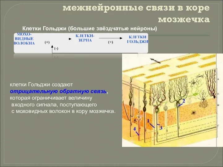 межнейронные связи в коре мозжечка клетки Гольджи создают отрицательную обратную связь,