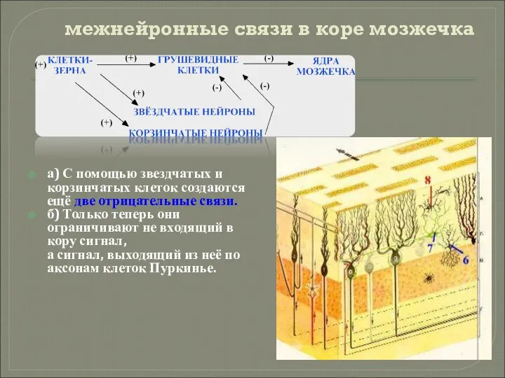 межнейронные связи в коре мозжечка а) С помощью звездчатых и корзинчатых