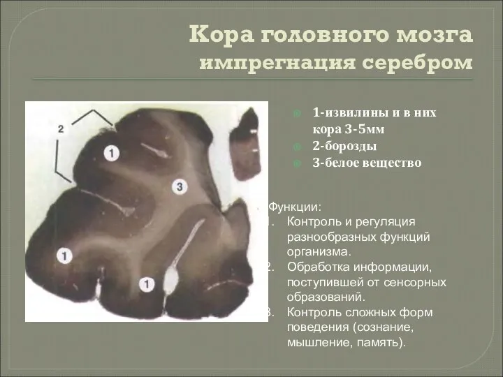 Кора головного мозга импрегнация серебром 1-извилины и в них кора 3-5мм