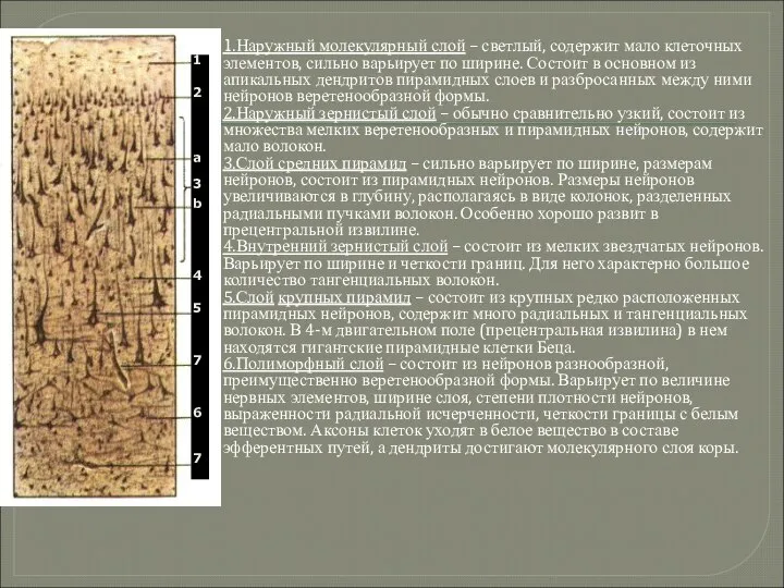 1.Наружный молекулярный слой – светлый, содержит мало клеточных элементов, сильно варьирует