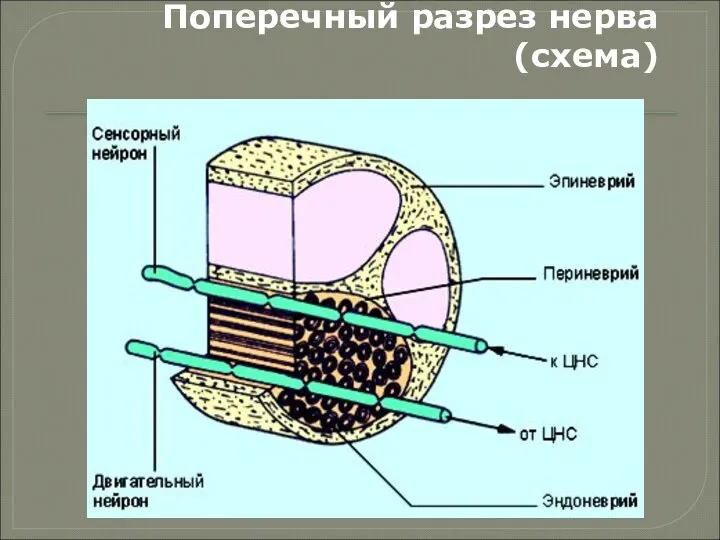 Поперечный разрез нерва (схема)