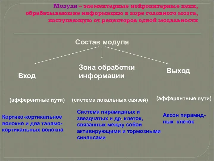 Модули – элементарные нейроцитарные цепи, обрабатывающие информацию в коре головного мозга,