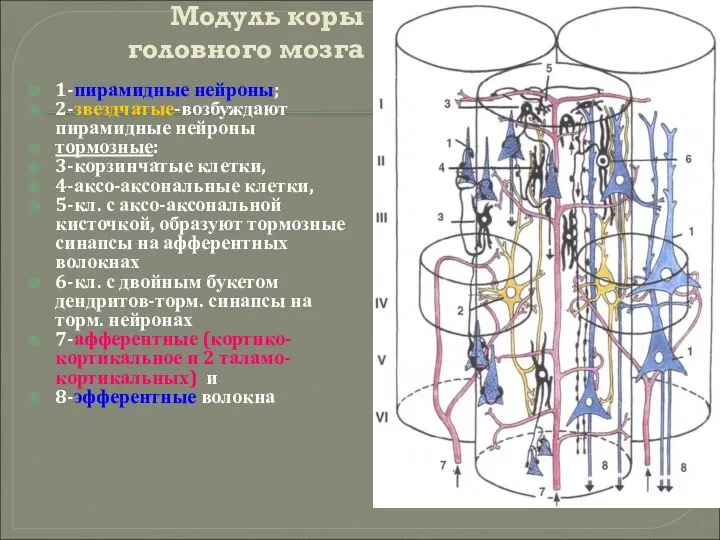 Модуль коры головного мозга 1-пирамидные нейроны; 2-звездчатые-возбуждают пирамидные нейроны тормозные: 3-корзинчатые