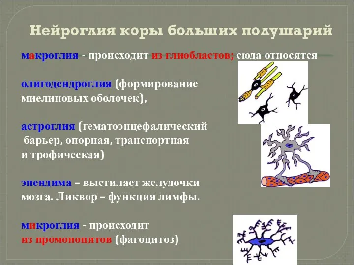 Нейроглия коры больших полушарий макроглия - происходит из глиобластов; сюда относятся