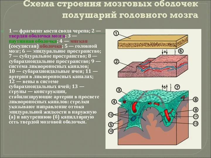 Схема строения мозговых оболочек полушарий головного мозга 1 — фрагмент кости