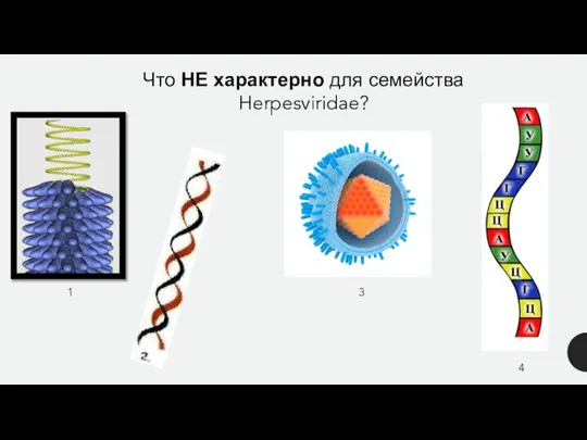 Что НЕ характерно для семейства Herpesviridae? 1 3 4