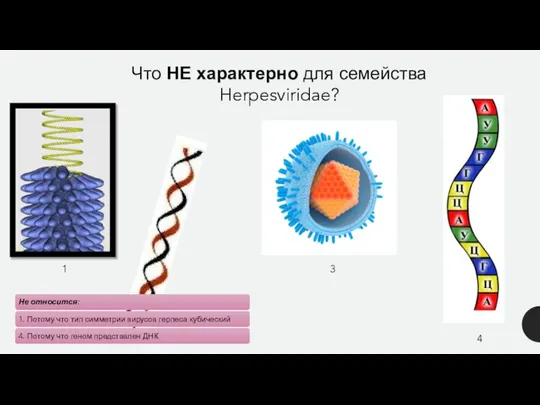 Что НЕ характерно для семейства Herpesviridae? 1 3 4