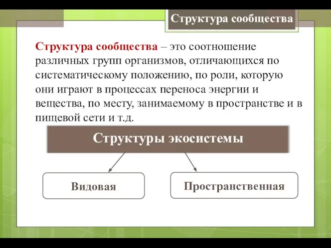 Структуры экосистемы Видовая Пространственная Структура сообщества – это соотношение различных групп