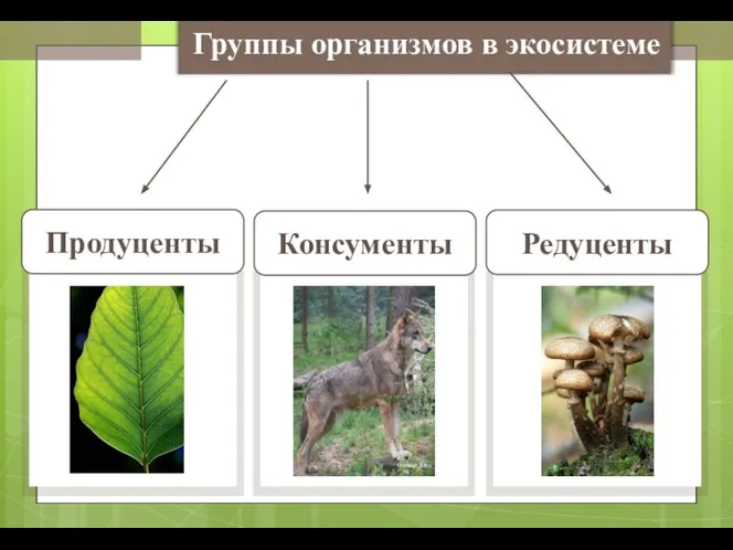 Группы организмов в экосистеме Редуценты Консументы Продуценты Gunnar Ries