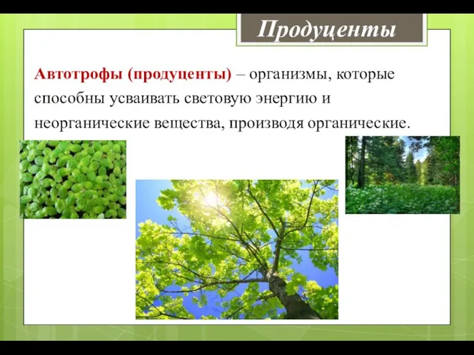 Продуценты Автотрофы (продуценты) – организмы, которые способны усваивать световую энергию и неорганические вещества, производя органические.