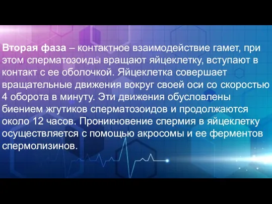 Вторая фаза – контактное взаимодействие гамет, при этом сперматозоиды вращают яйцеклетку,