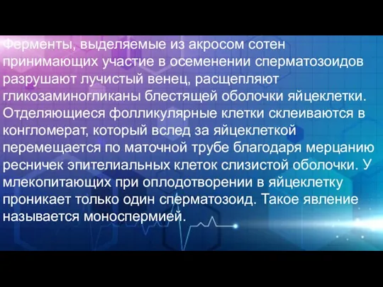 Ферменты, выделяемые из акросом сотен принимающих участие в осеменении сперматозоидов разрушают