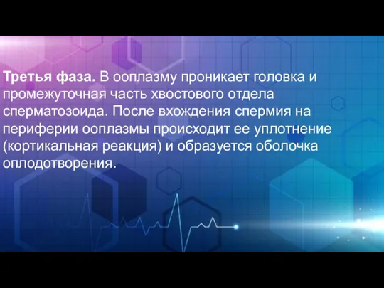 Третья фаза. В ооплазму проникает головка и промежуточная часть хвостового отдела