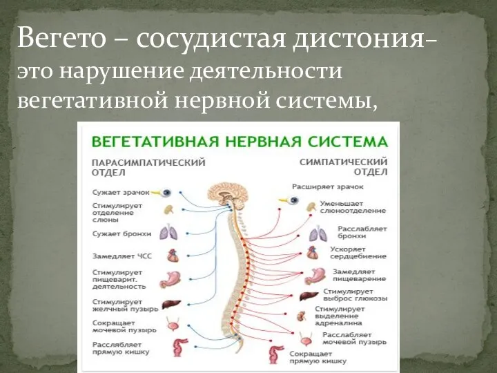 Вегето – сосудистая дистония– это нарушение деятельности вегетативной нервной системы,