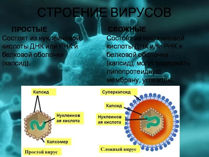 СТРОЕНИЕ ВИРУСОВ ПРОСТЫЕ Состоят из нуклеиновой кислоты ДНК или РНК и