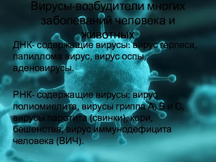 Вирусы-возбудители многих заболеваний человека и животных ДНК- содержащие вирусы: вирус герпеса,