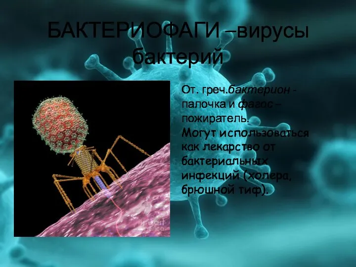 БАКТЕРИОФАГИ –вирусы бактерий От. греч.бактерион - палочка и фагос – пожиратель.