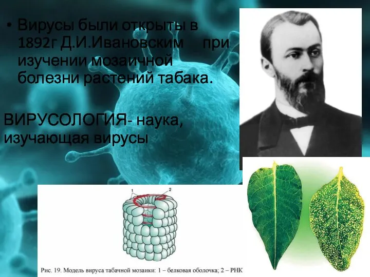 Вирусы были открыты в 1892г Д.И.Ивановским при изучении мозаичной болезни растений табака. ВИРУСОЛОГИЯ- наука, изучающая вирусы