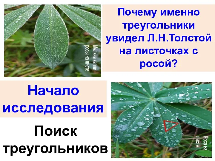 Начало исследования Поиск треугольников Почему именно треугольники увидел Л.Н.Толстой на листочках с росой?