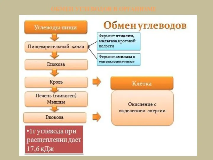 ОБМЕН УГЛЕВОДОВ В ОРГАНИЗМЕ