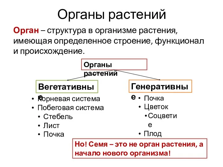 Органы растений Орган – структура в организме растения, имеющая определенное строение,