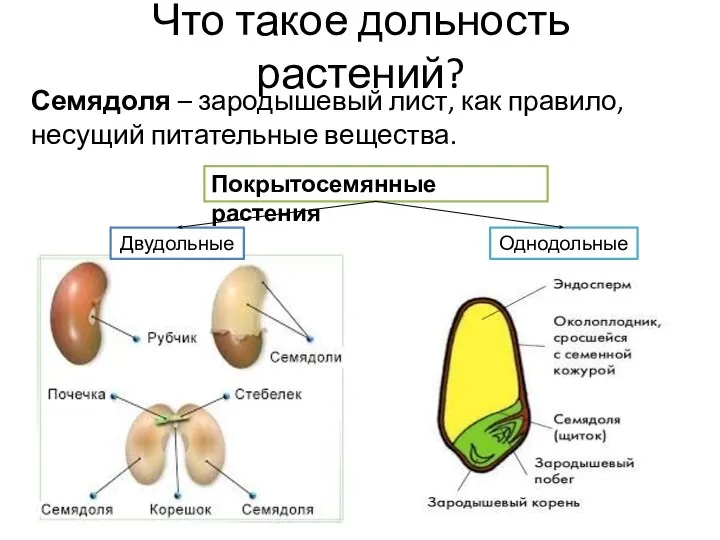 Что такое дольность растений? Семядоля – зародышевый лист, как правило, несущий питательные вещества.