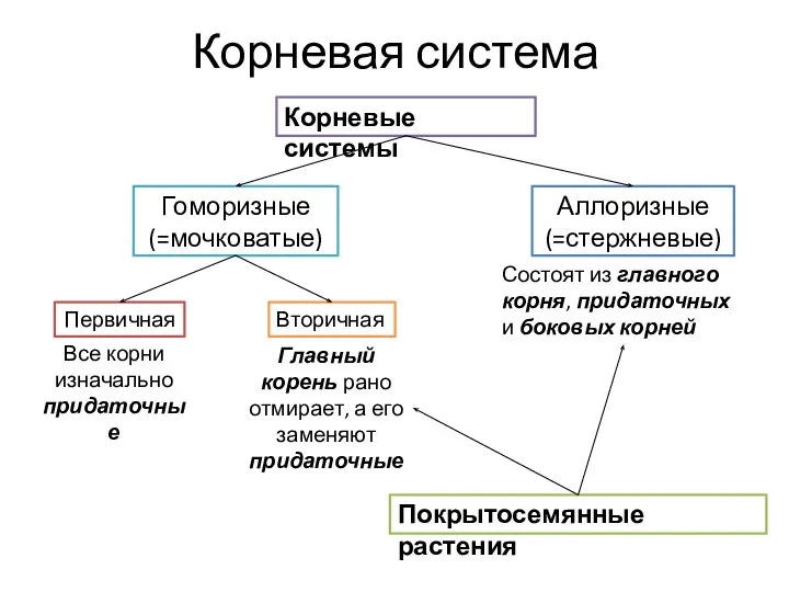 Корневая система Корневые системы Гоморизные (=мочковатые) Аллоризные (=стержневые) Первичная Вторичная Все