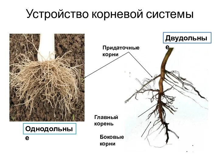 Устройство корневой системы Придаточные корни Главный корень Боковые корни Однодольные Двудольные