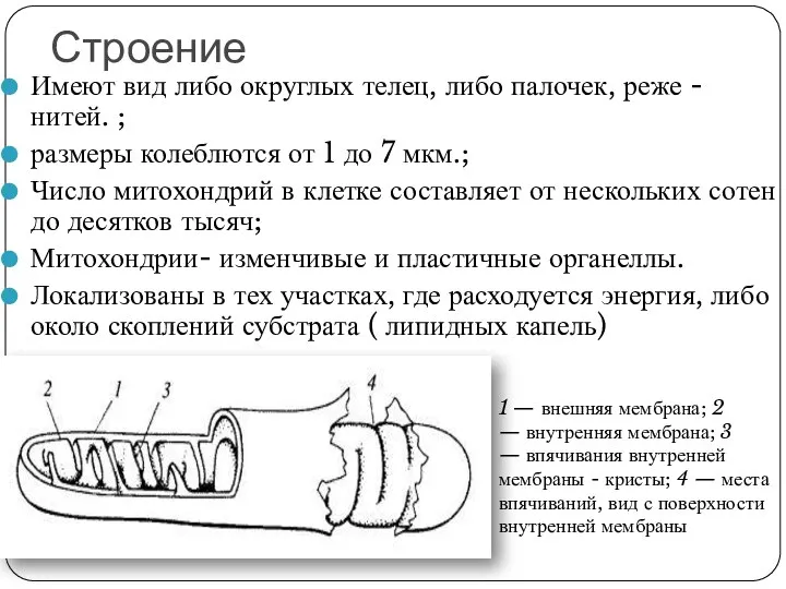 Строение Имеют вид либо округлых телец, либо палочек, реже - нитей.