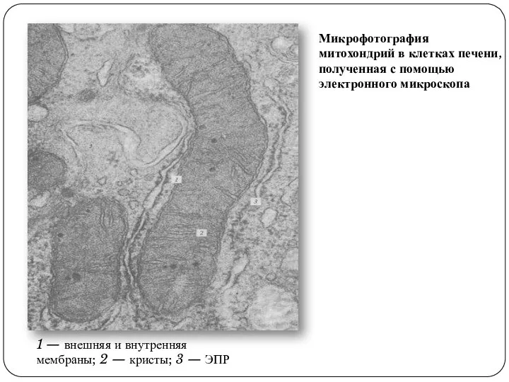 Микрофотография митохондрий в клетках печени, полученная с помощью электронного микроскопа 1