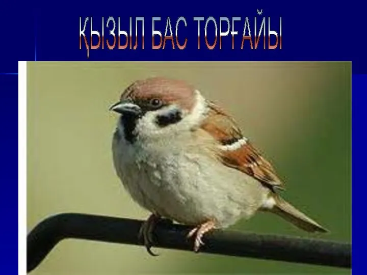 ҚЫЗЫЛ БАС ТОРҒАЙЫ