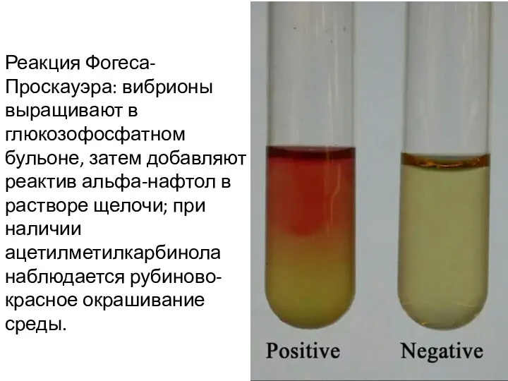 Реакция Фогеса-Проскауэра: вибрионы выращивают в глюкозофосфатном бульоне, затем добавляют реактив альфа-нафтол