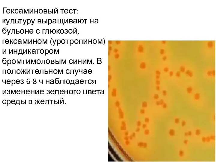 Гексаминовый тест: культуру выращивают на бульоне с глюкозой, гексамином (уротропином) и