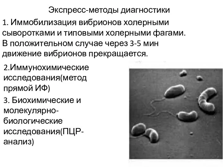 Экспресс-методы диагностики 1. Иммобилизация вибрионов холерными сыворотками и типовыми холерными фагами.В