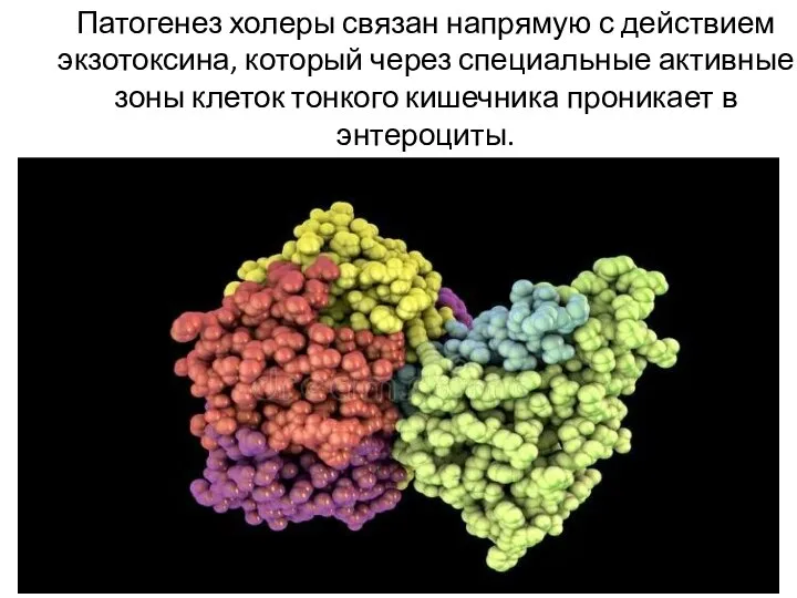 Патогенез холеры связан напрямую с действием экзотоксина, который через специальные активные