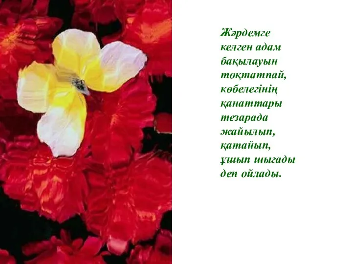 Жәрдемге келген адам бақылауын тоқтатпай, көбелегінің қанаттары тезарада жайылып, қатайып, ұшып шығады деп ойлады.