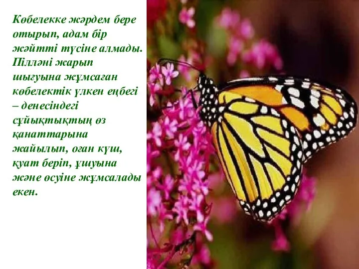 Көбелекке жәрдем бере отырып, адам бір жәйтті түсіне алмады. Пілләні жарып