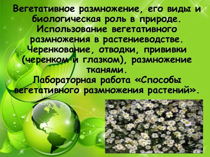 Вегетативное размножение, его виды и биологическая роль в природе. Использование вегетативного