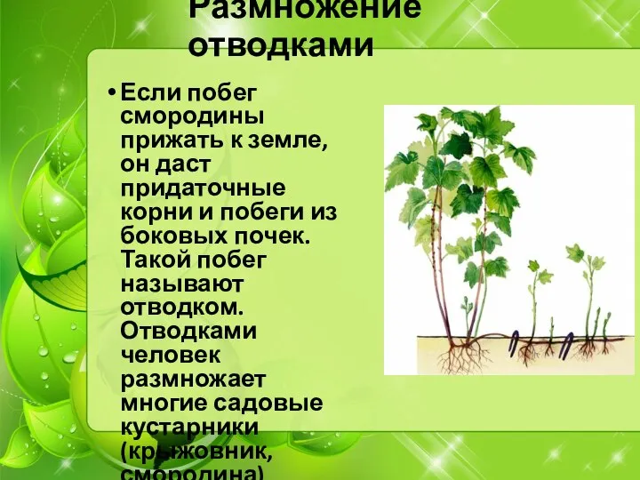 Размножение отводками Если побег смородины прижать к земле, он даст придаточные