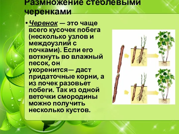 Размножение стеблевыми черенками Черенок — это чаще всего кусочек побега (несколько