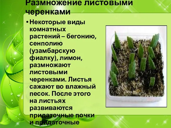 Размножение листовыми черенками Некоторые виды комнатных растений – бегонию, сенполию (узамбарскую